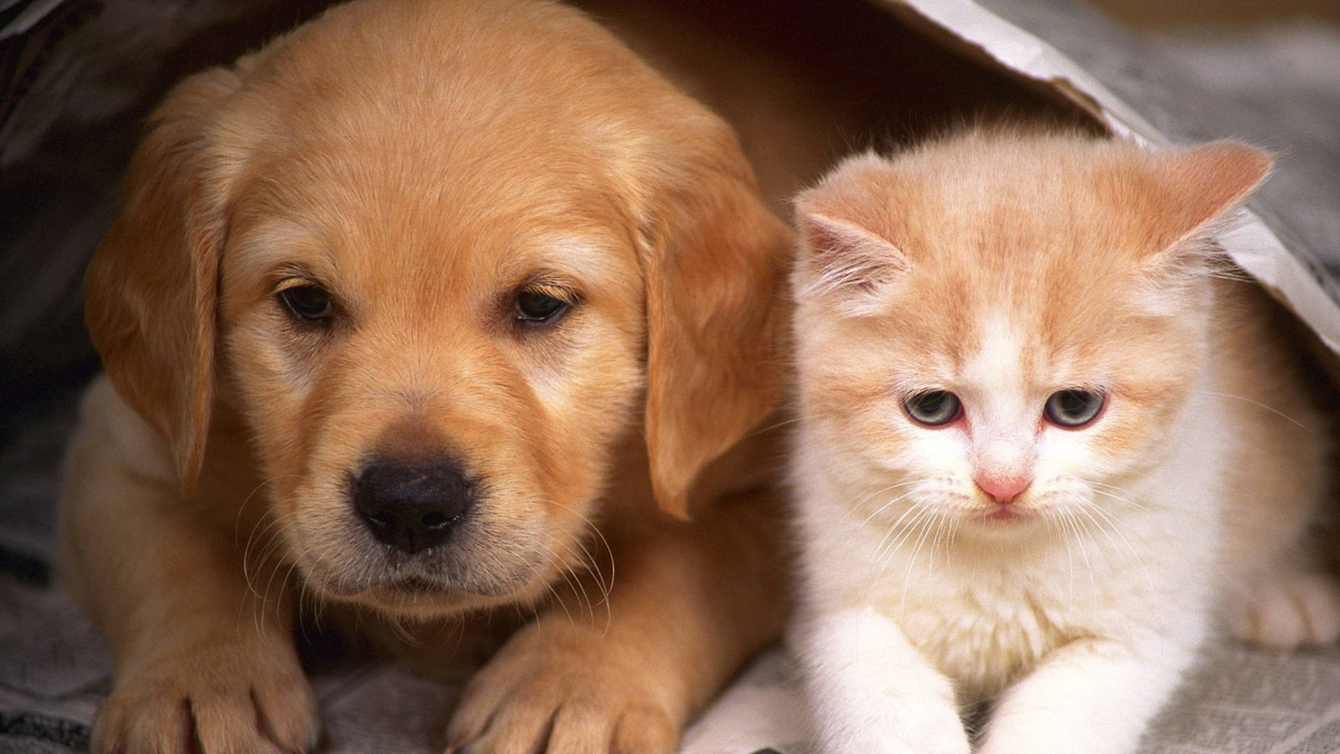 Newspaper Cat Dog Background