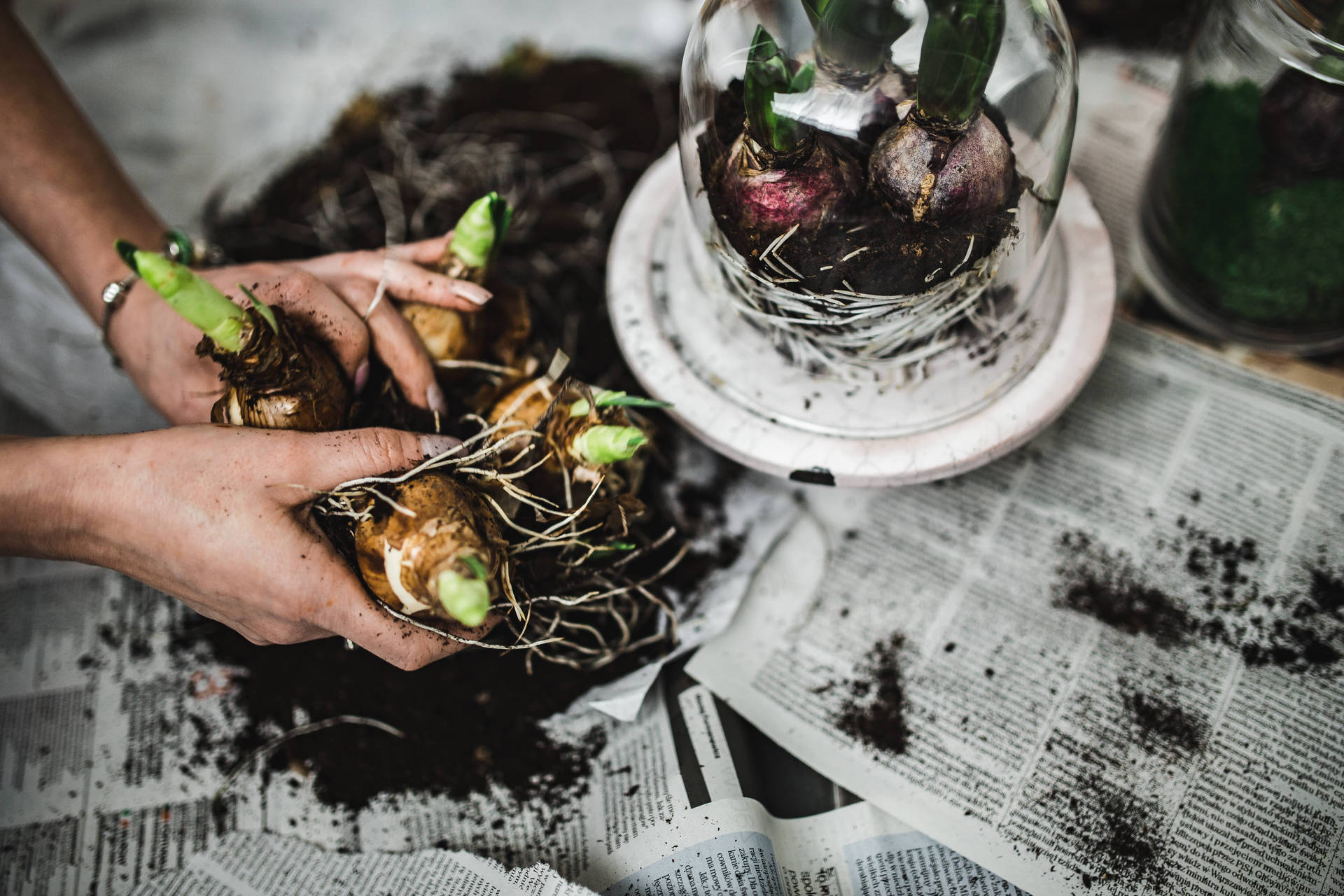 Newspaper Seedlings