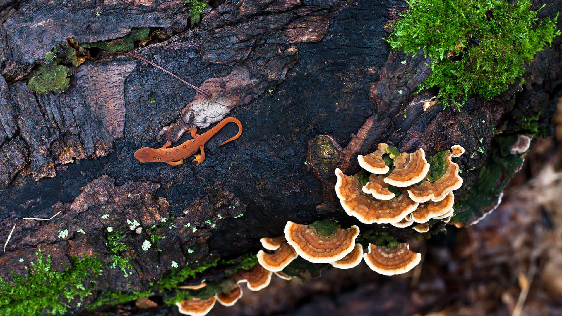 Newt_on_ Decaying_ Log_with_ Fungi_and_ Moss.jpg