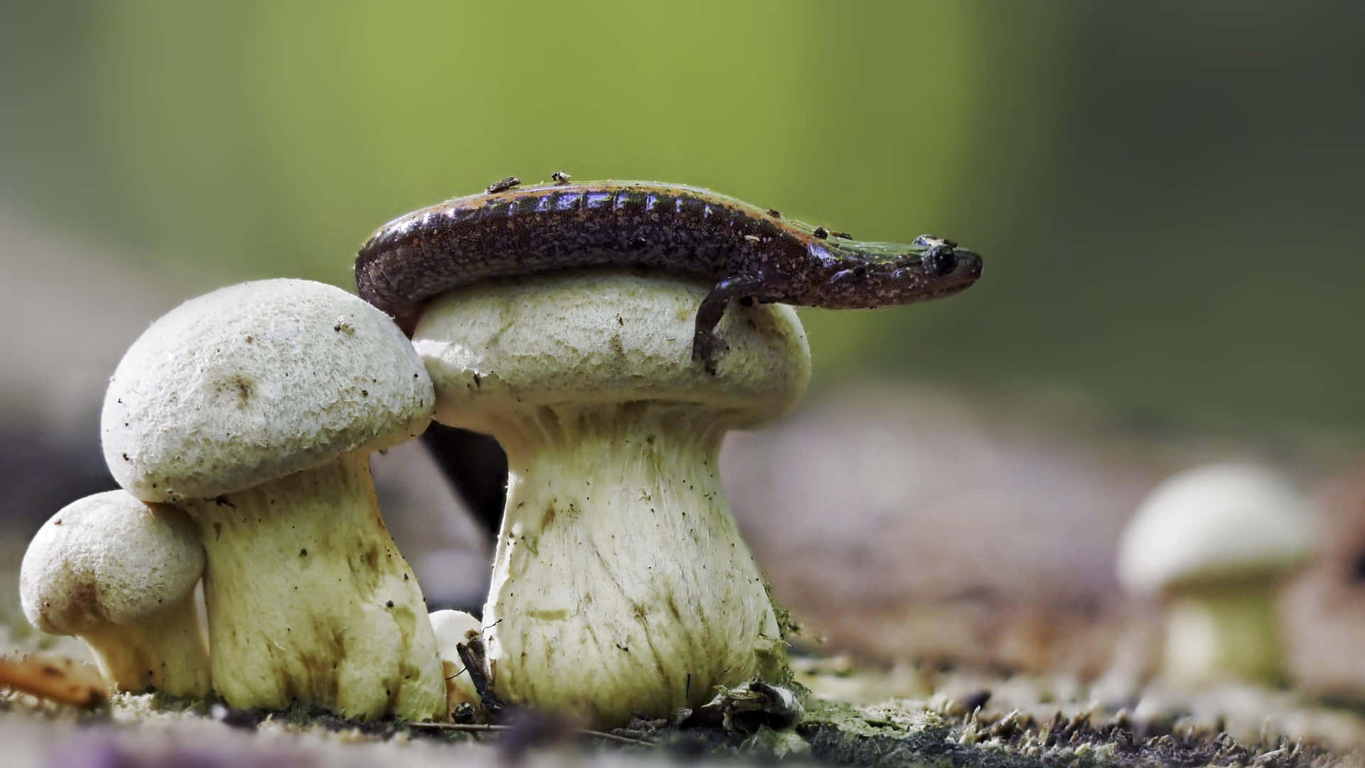 Newt Restingon Mushrooms Background