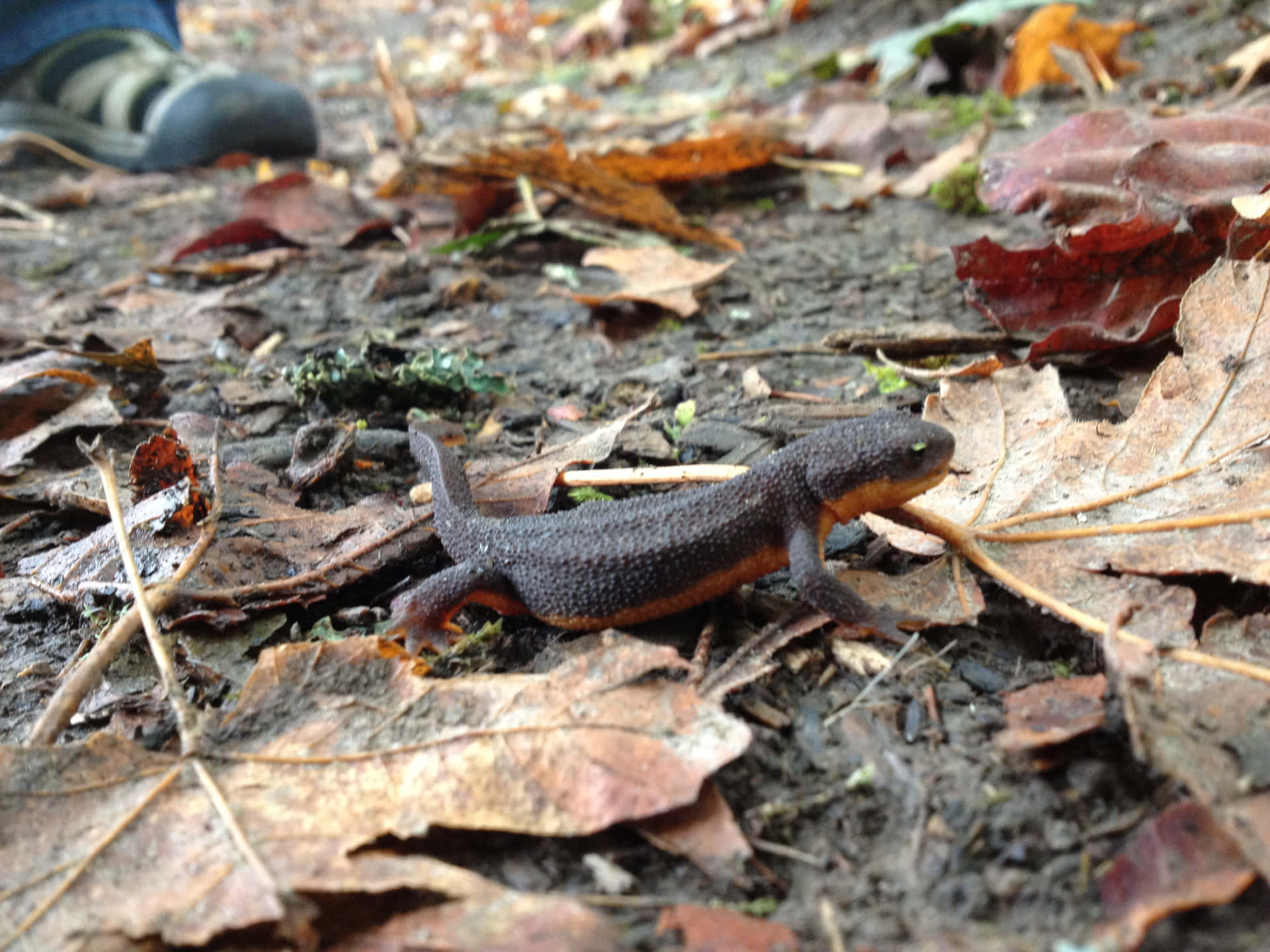 Newton Forest Floor.jpg Background