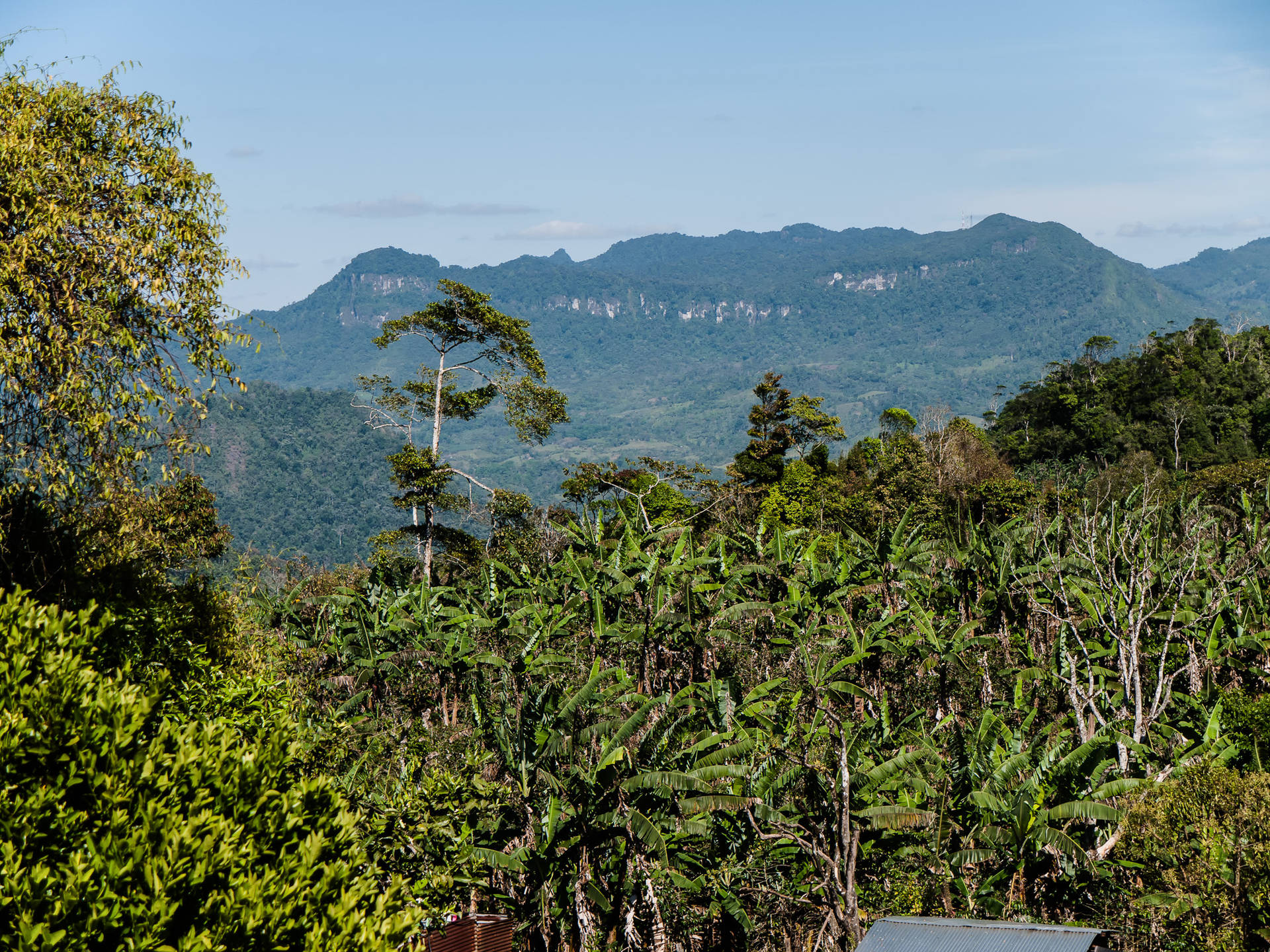 Nicaragua Tropical Rainforest Background