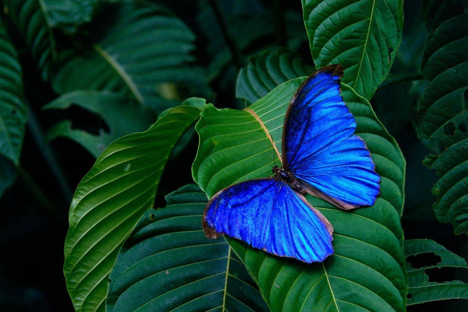 Nice Blue Butterfly On Green Leaf Background