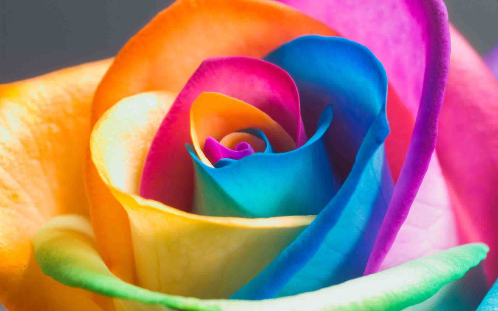 Nice Colorful Rose