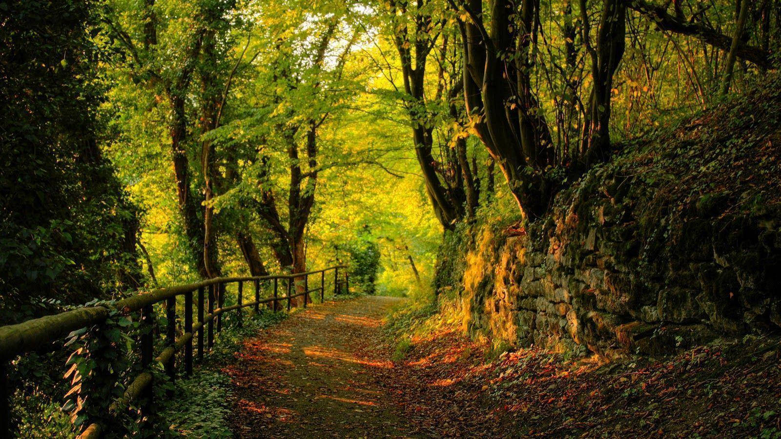 Nice Green Forest Perfect Trail