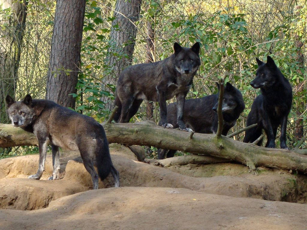 Nice Pack Of Black Wolves