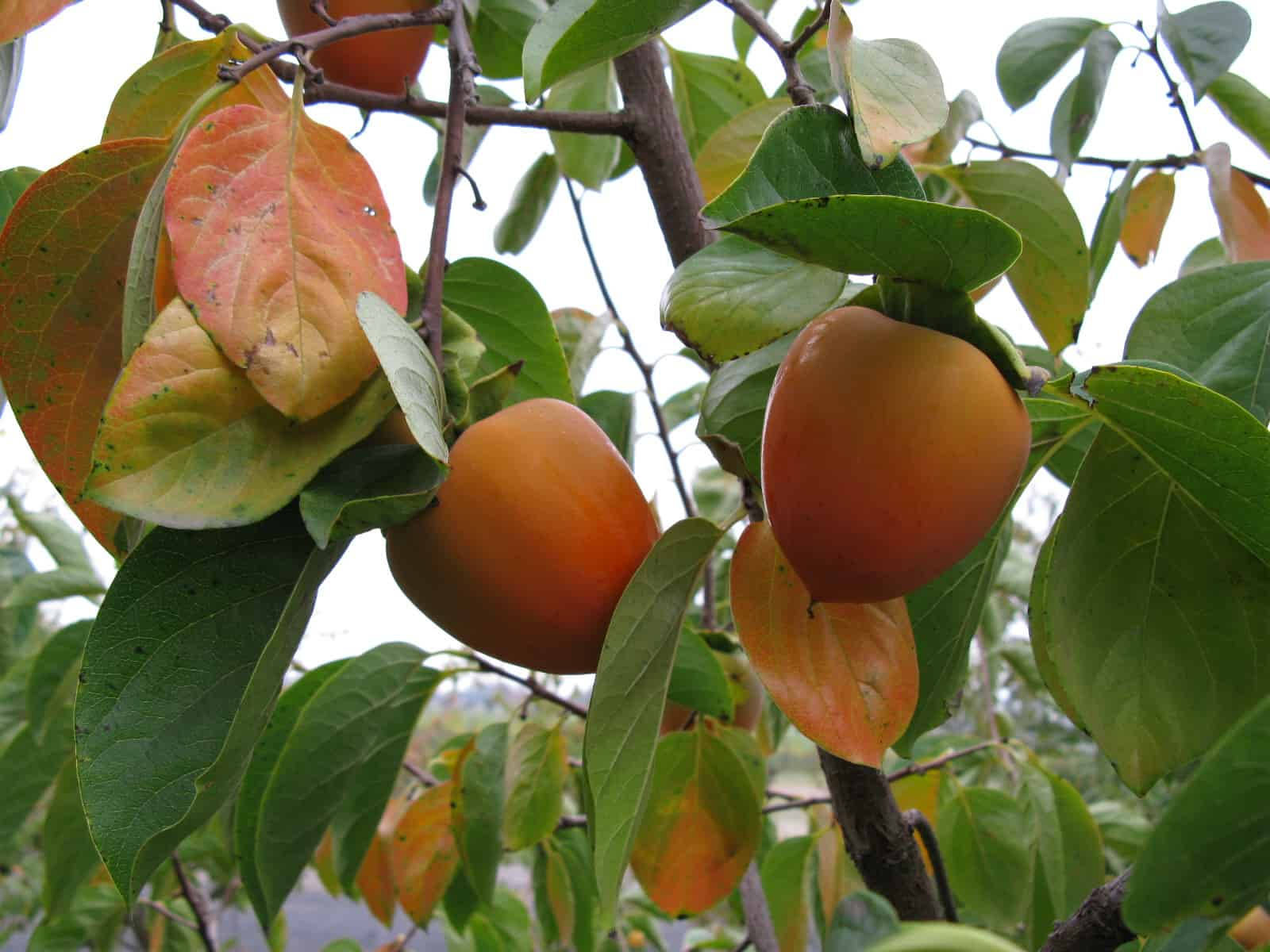 Nice Persimmon On Tree Background