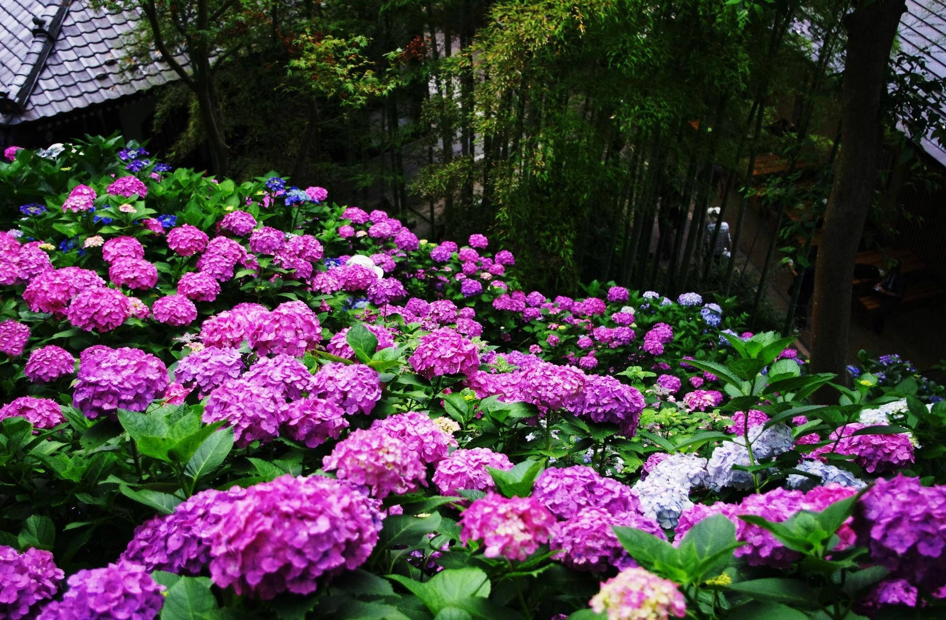 Nice Purple Pansy Garden