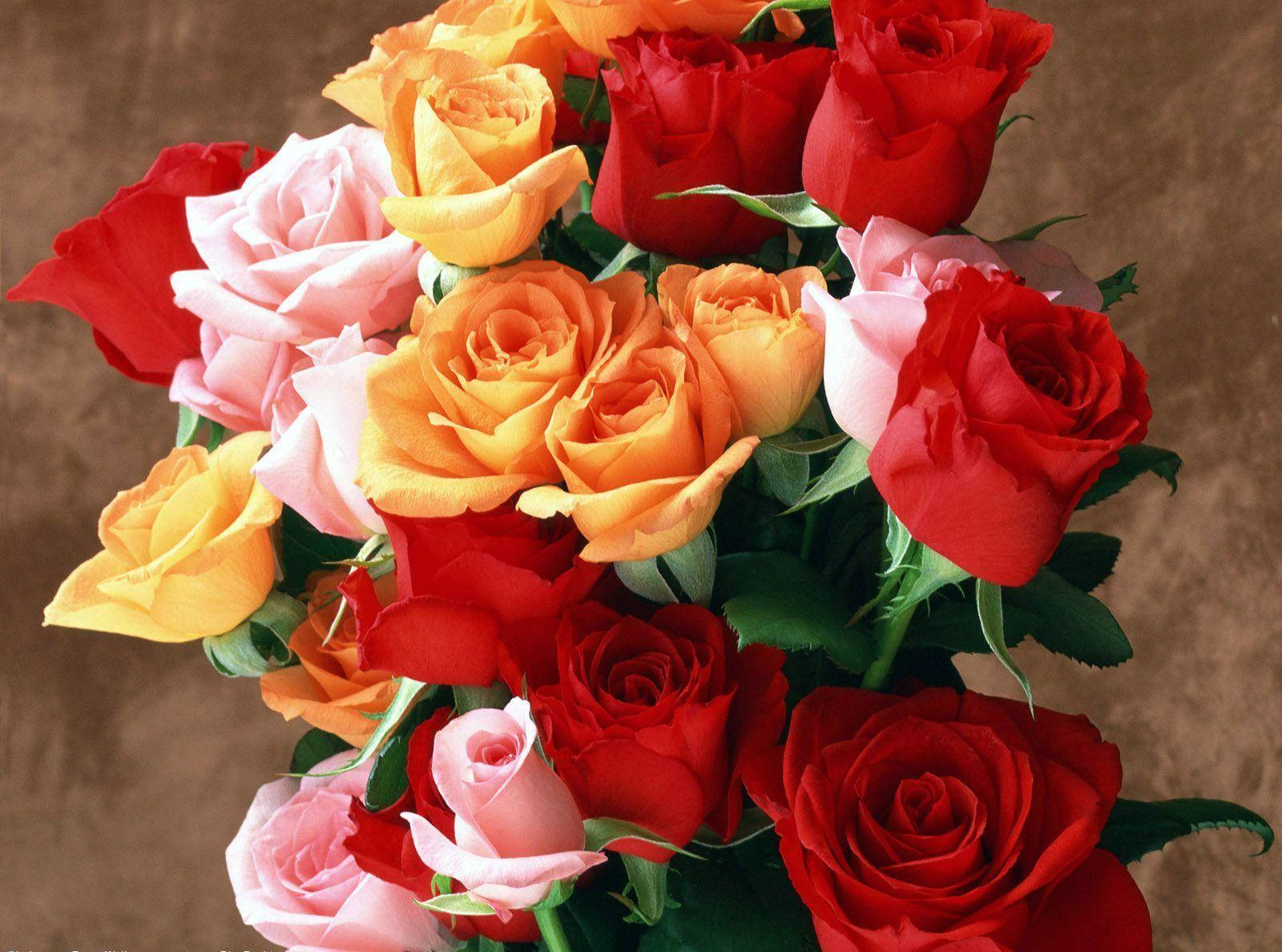 Nice Red Orange Pink Rose Background