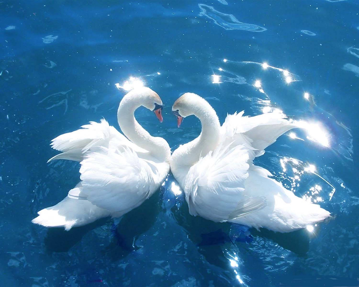 Nice Swans In The Lake
