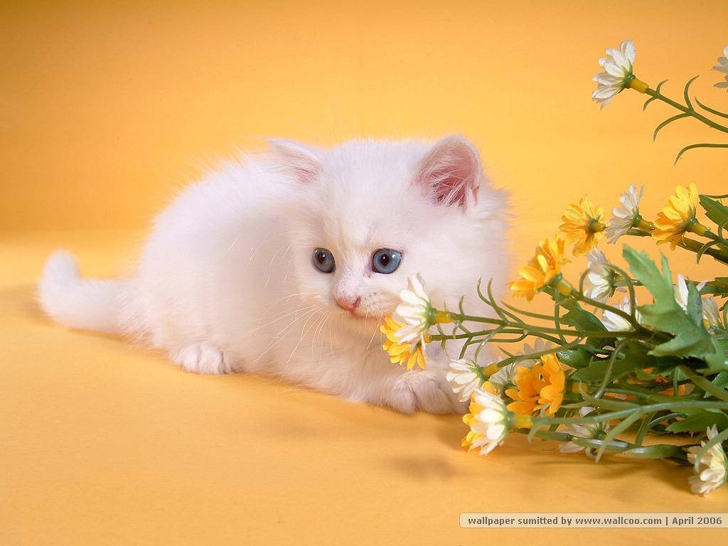 Nice White Persian Cat Background