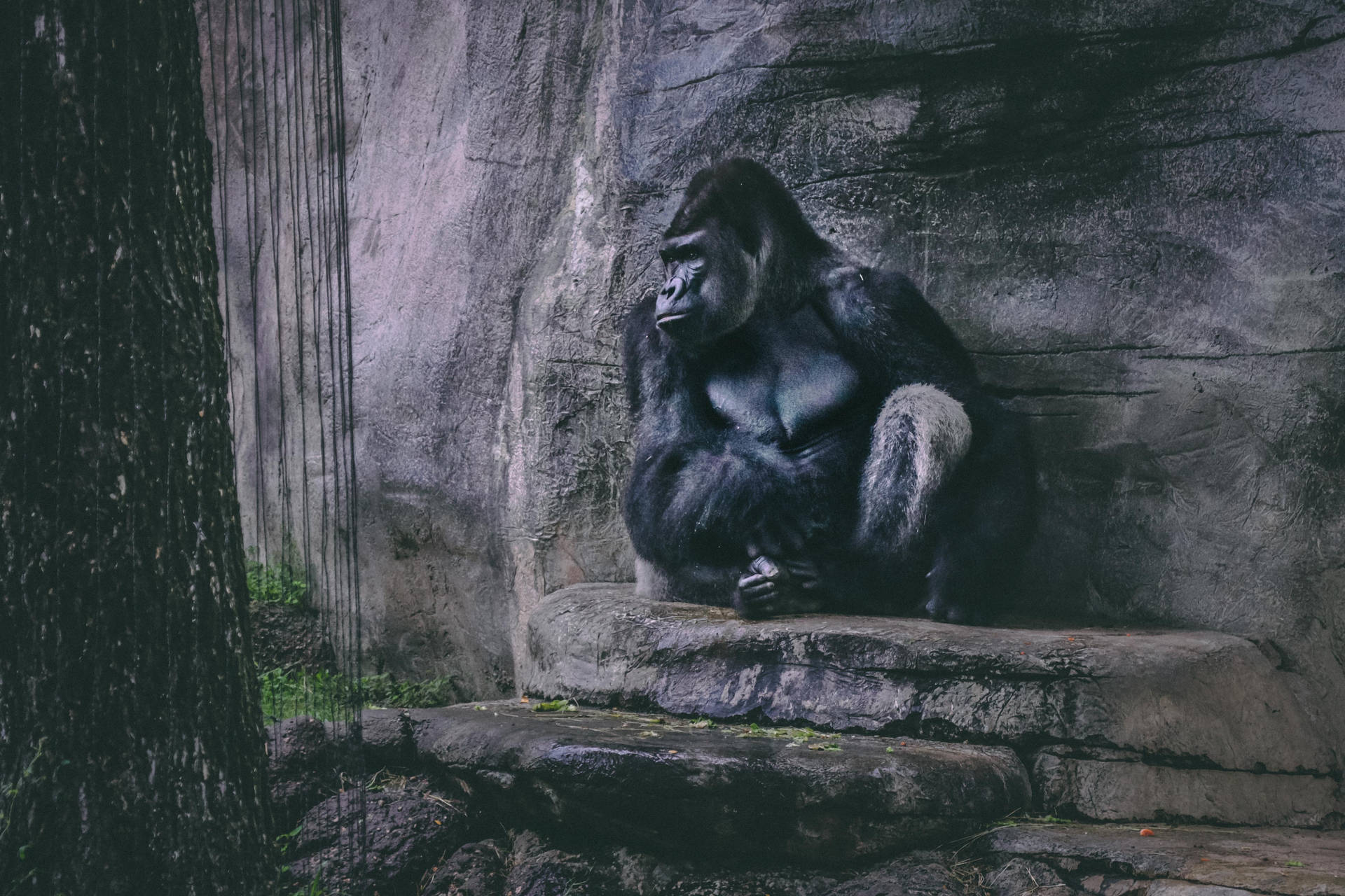 Nice Wildlife Photography Cool Gorilla Background