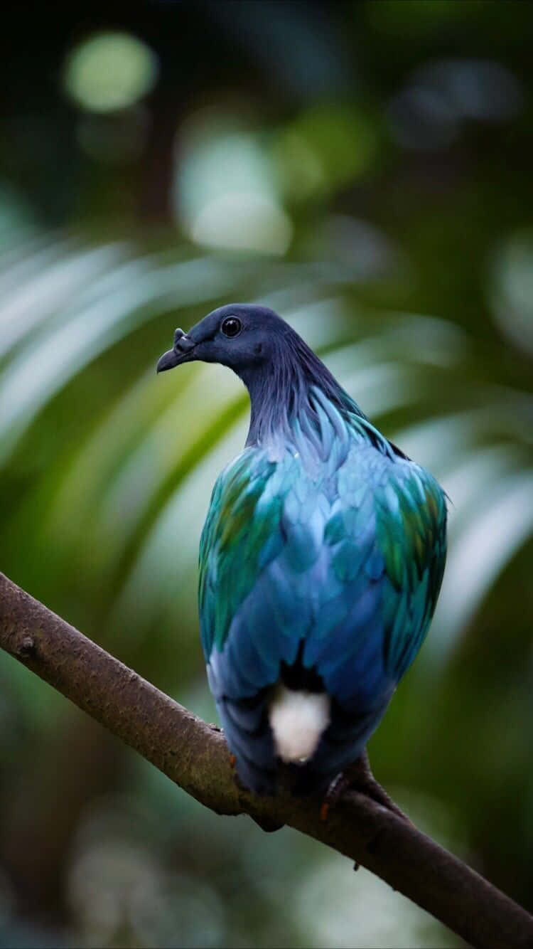 Nicobar Pigeon Bird Bird Iphone Background Image