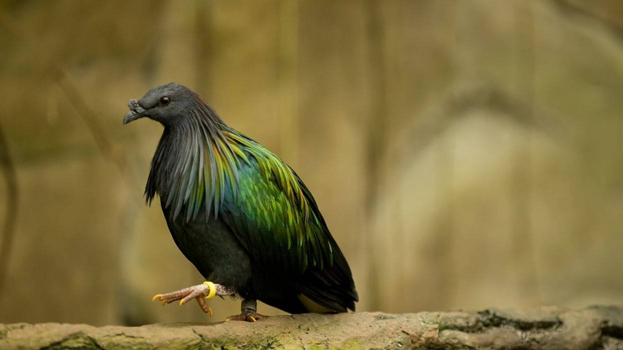 Nicobar Pigeon Bird On Tree Trunk Background