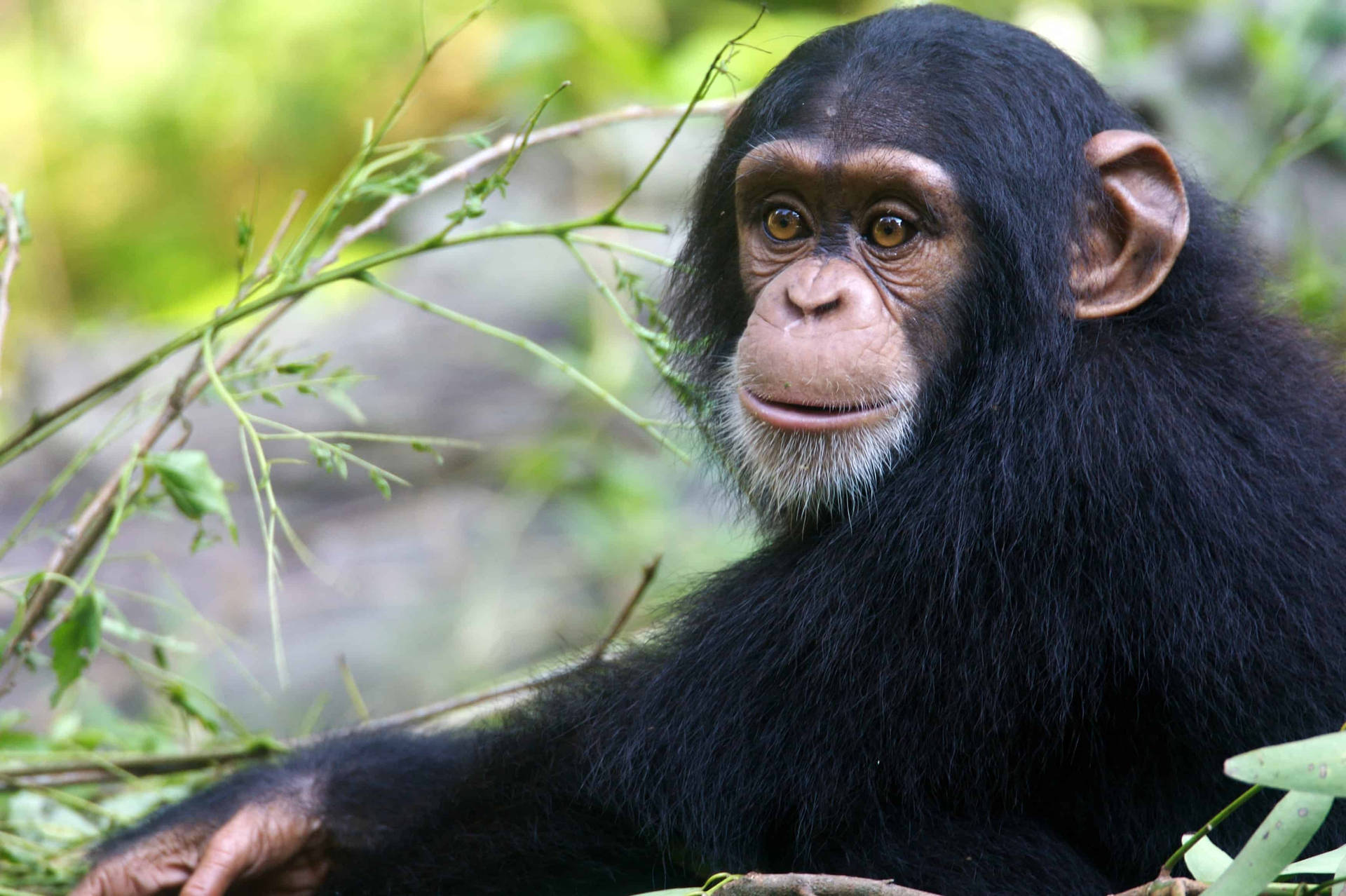 Nigeria Cameroon Chimpanzee Background