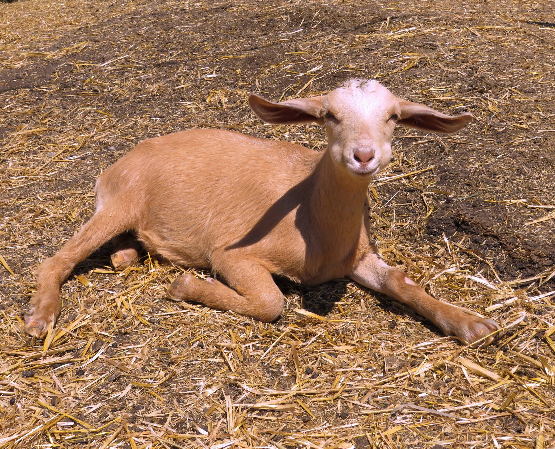 Nigerian Dwarf Young Goat Kid Background