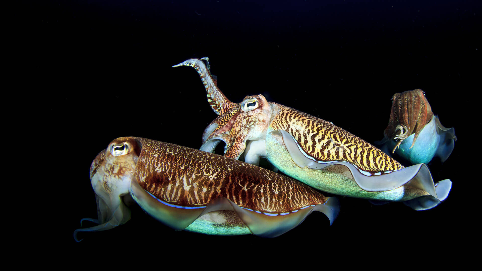 Night-diving With Three Cuttlefishes