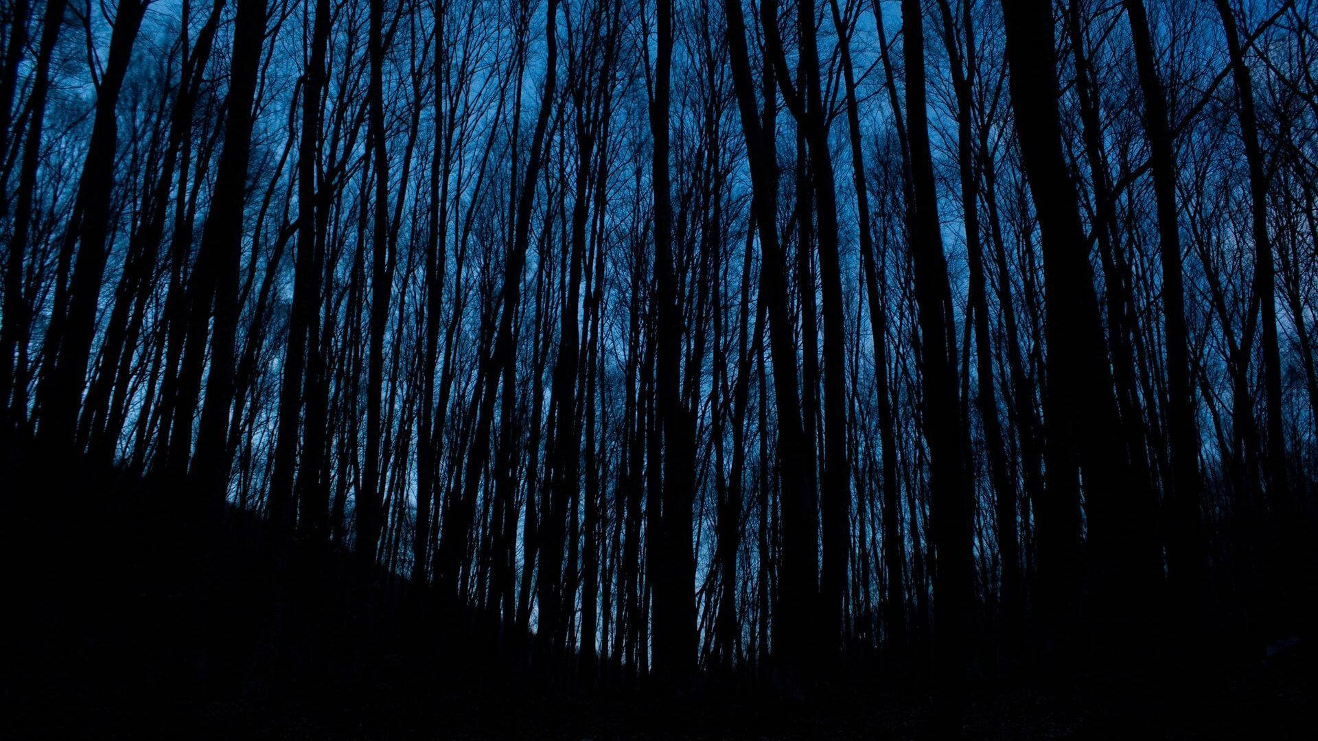 Night Forest Aesthetic Dark Blue Hd