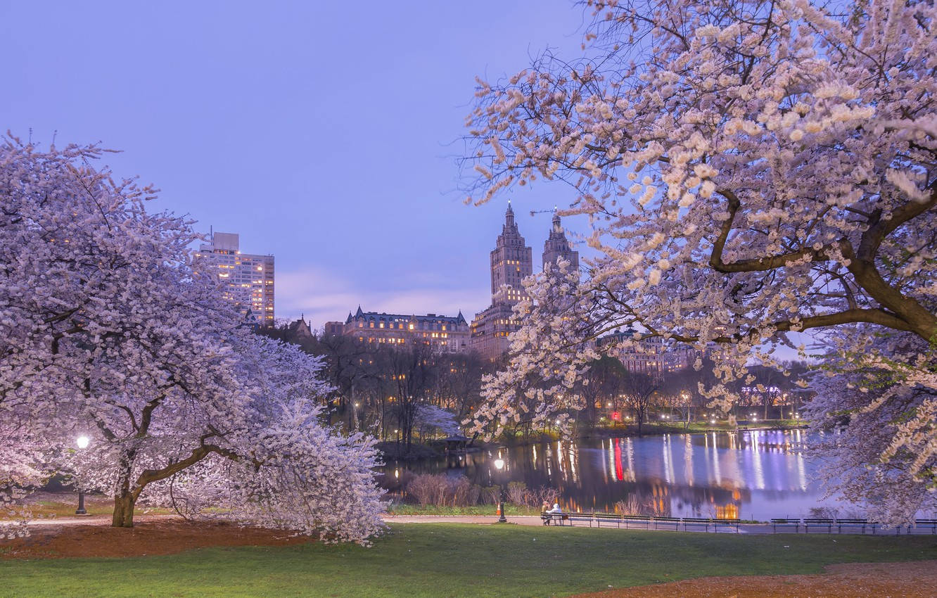 Night Spring Park New York Computer Background