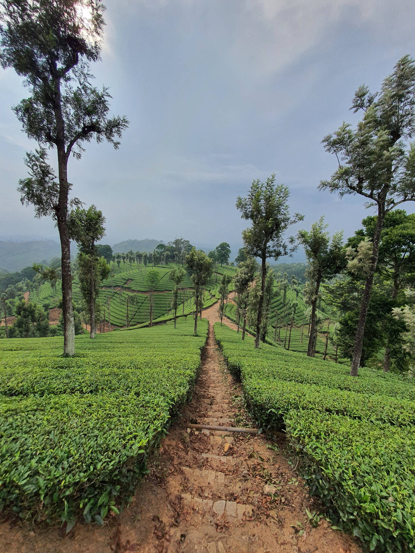 Nilgiri Tea Garden India Background