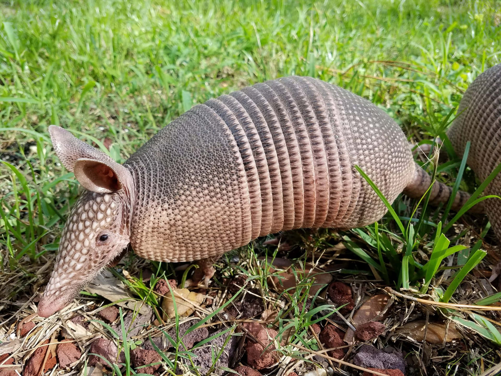 Nine Banded Armadilloin Grass.jpg