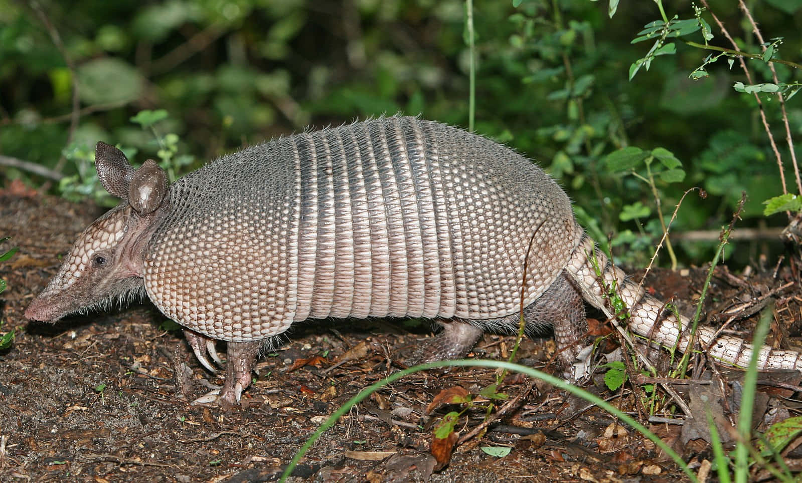 Nine Banded Armadilloin Habitat.jpg Background