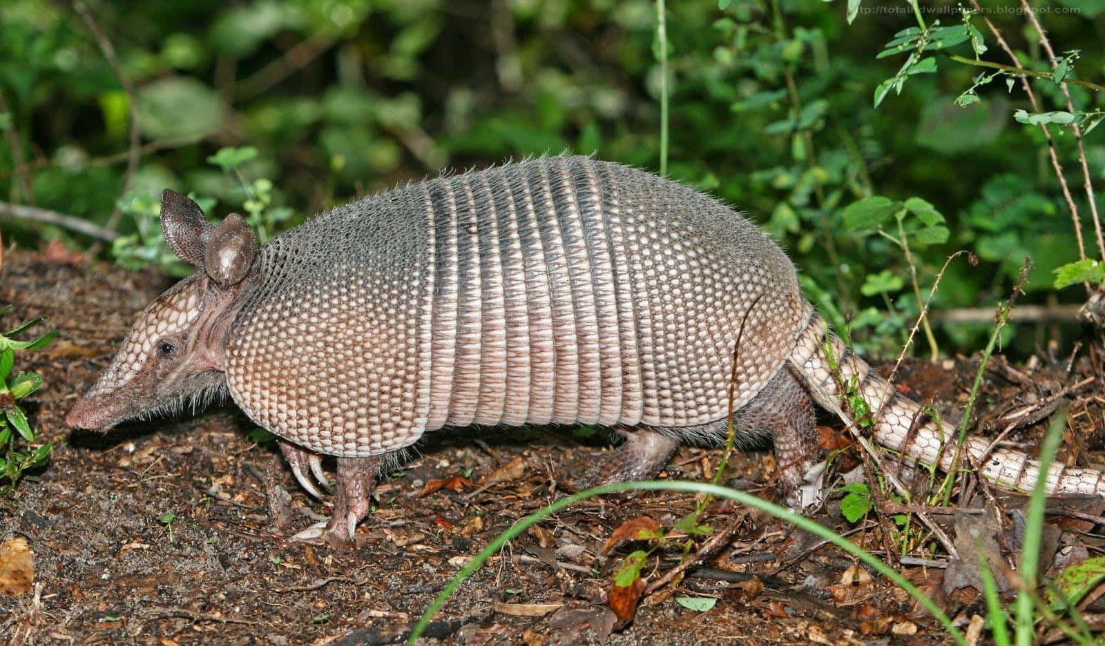 Nine Banded Armadilloin Habitat.jpg