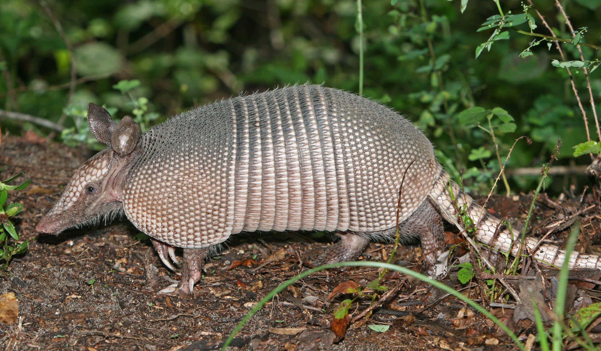 Nine Banded Armadilloin Habitat.jpg Background