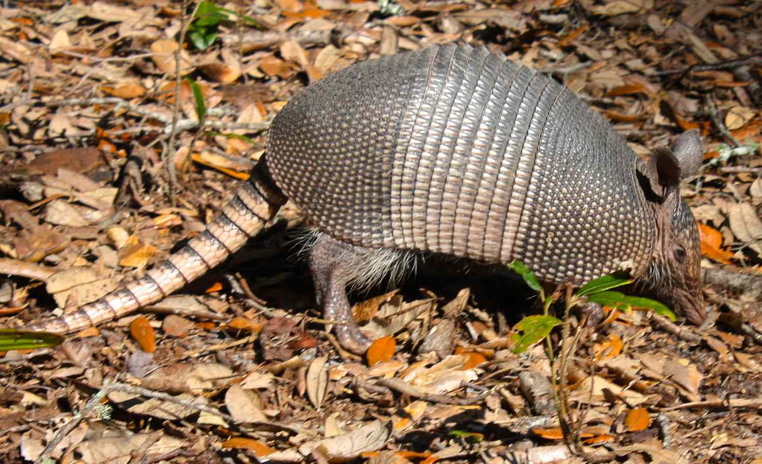 Nine Banded Armadilloin Habitat.jpg Background