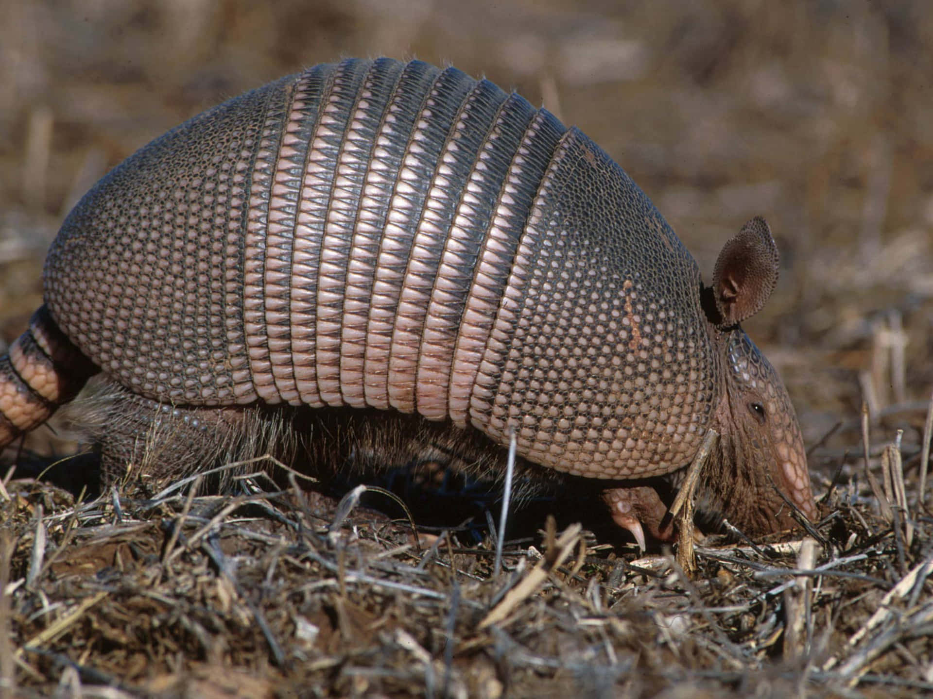 Nine Banded Armadilloin Habitat.jpg