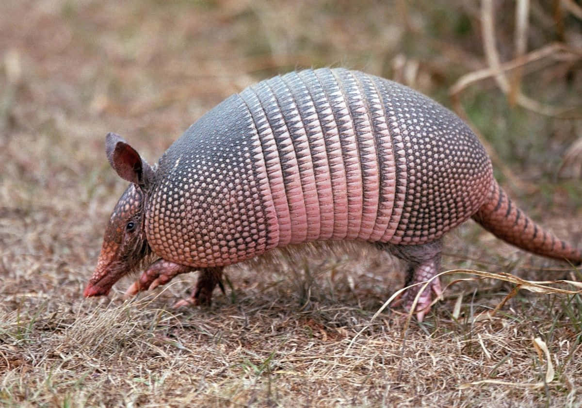 Nine Banded Armadilloin Natural Habitat.jpg Background