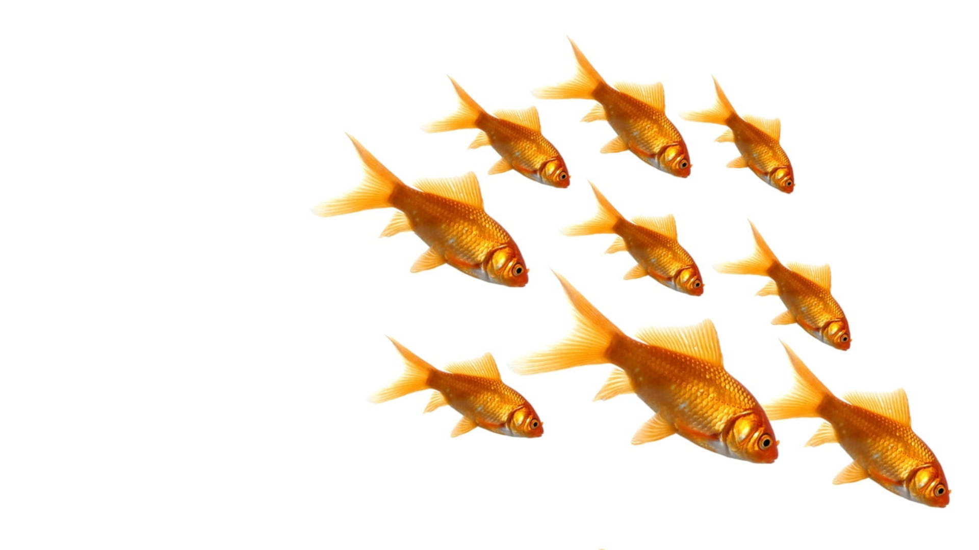 Nine Common Goldfish Background