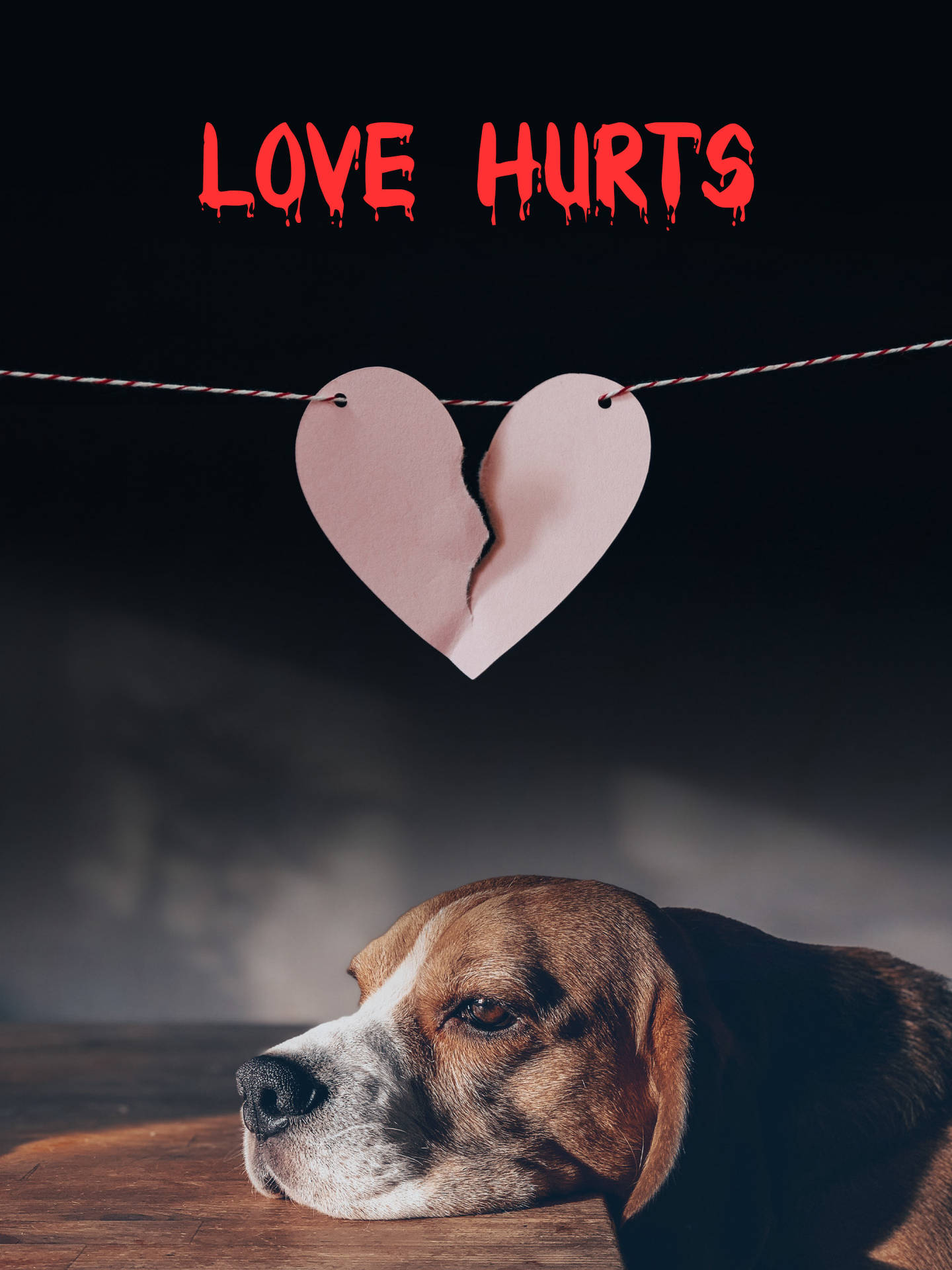 No Love Puppy And Broken Heart