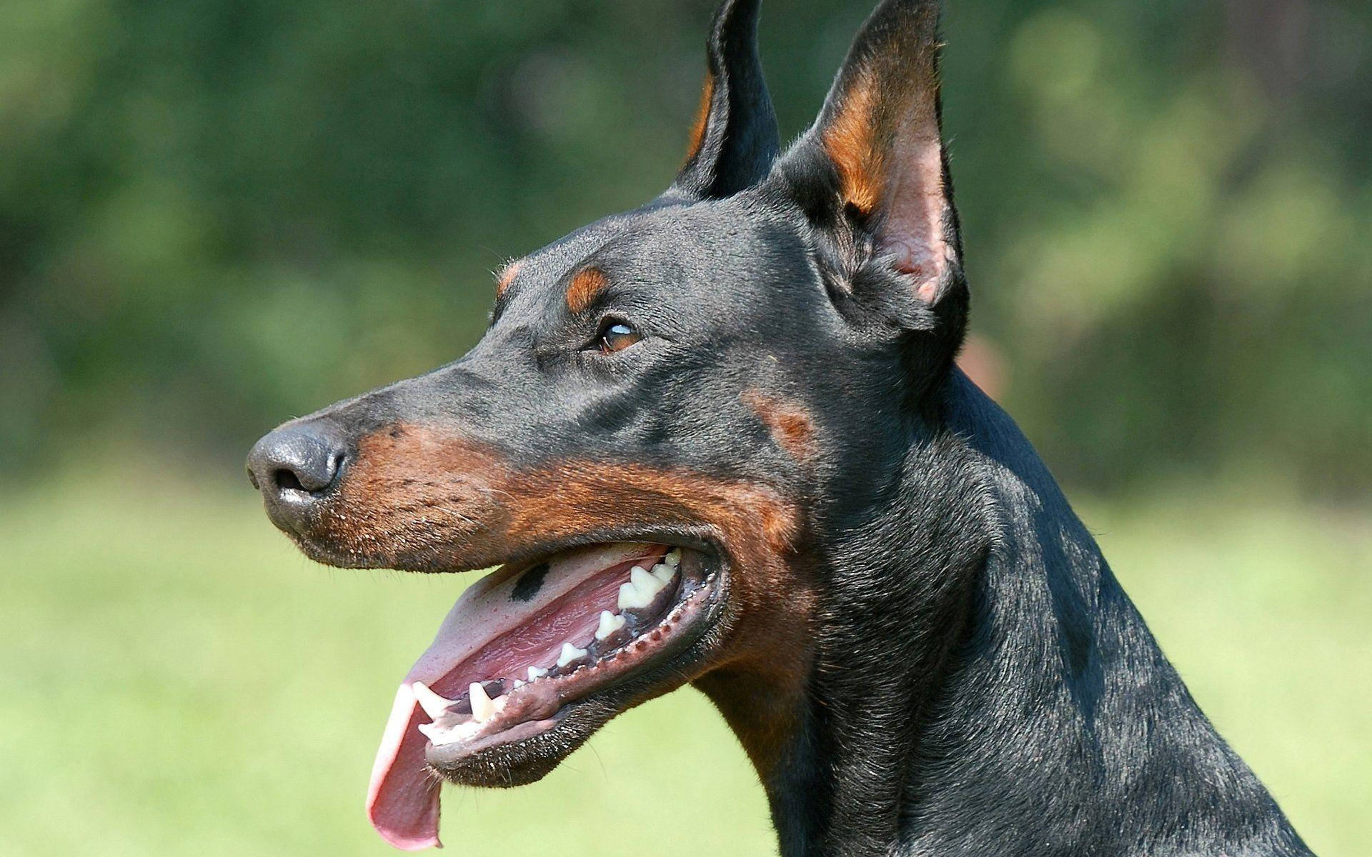 Noble Black And Rust Doberman Pinscher Ideal Portrait Background