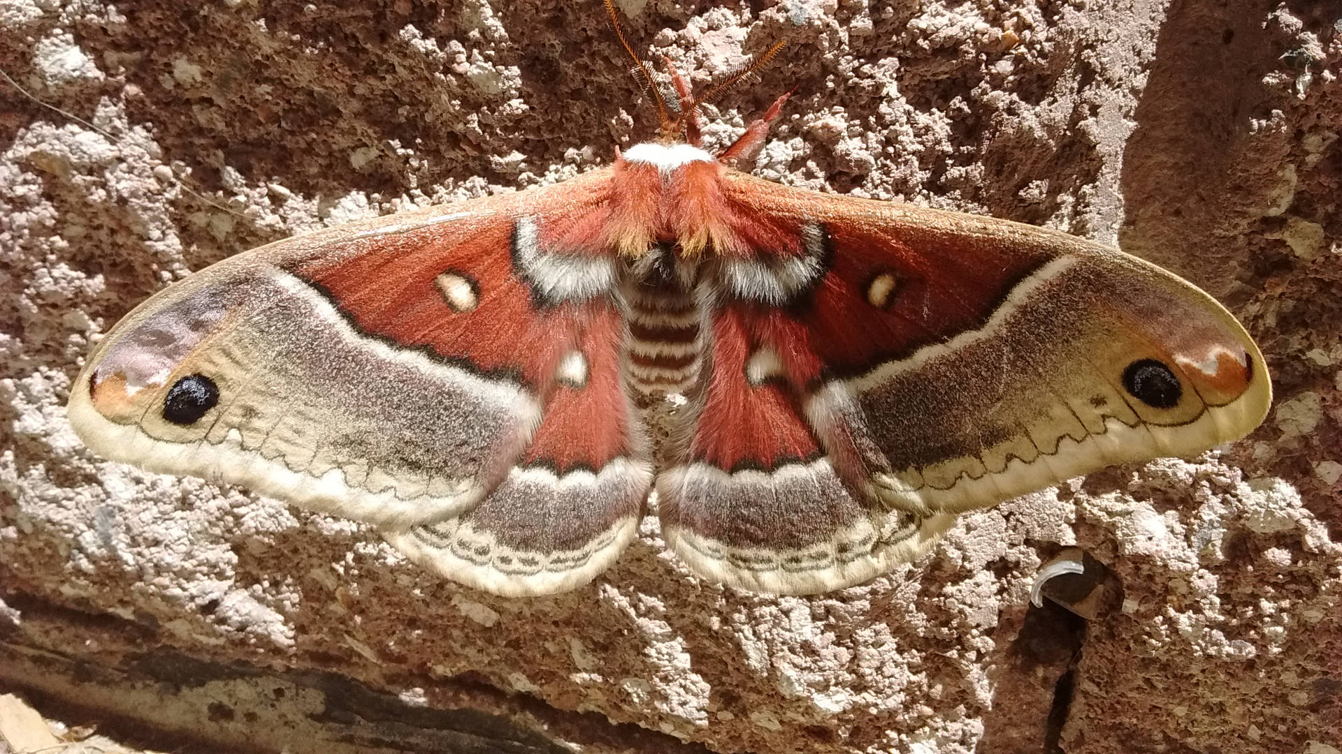 Nocturnal Cecropia Silkmoth North America Background