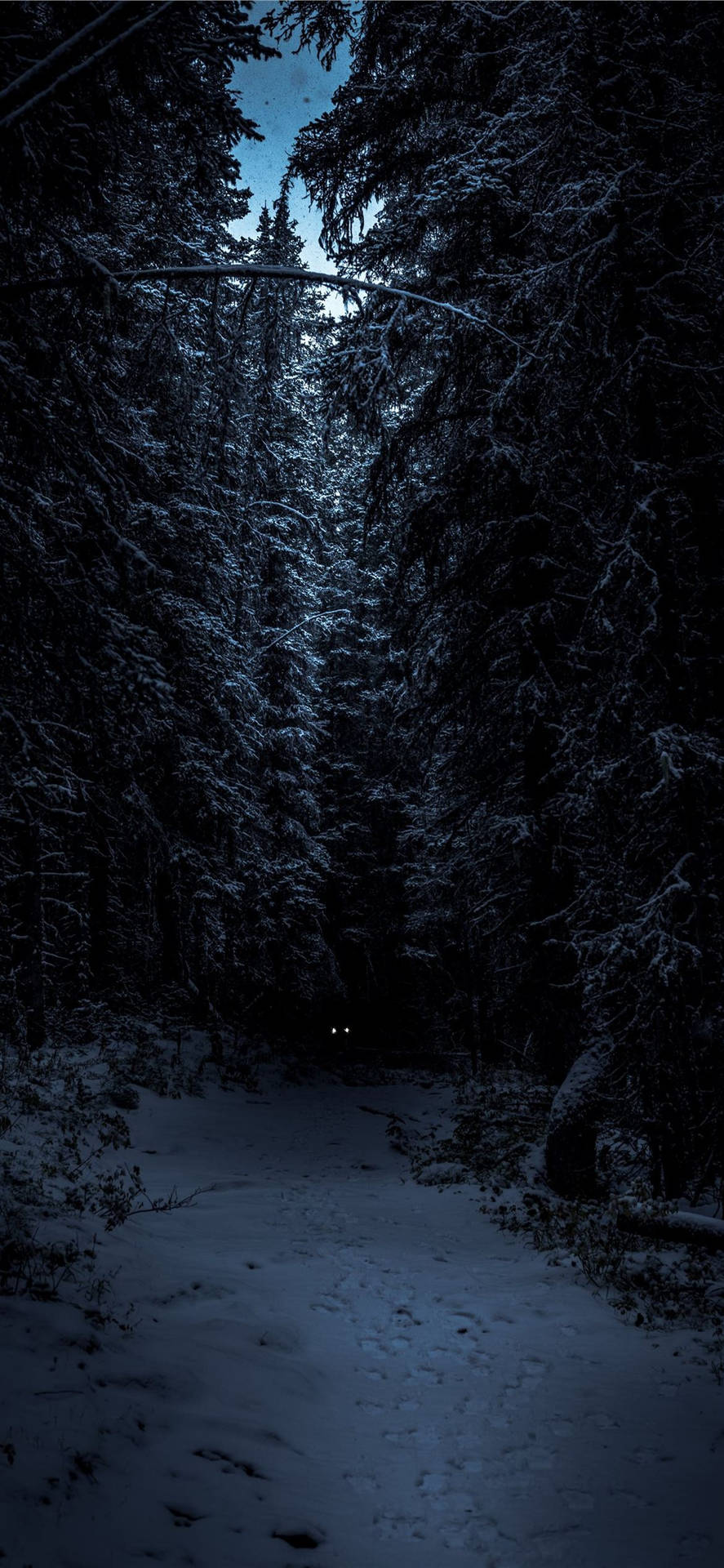 Nocturnal Dark Winter Forest Iphone Background