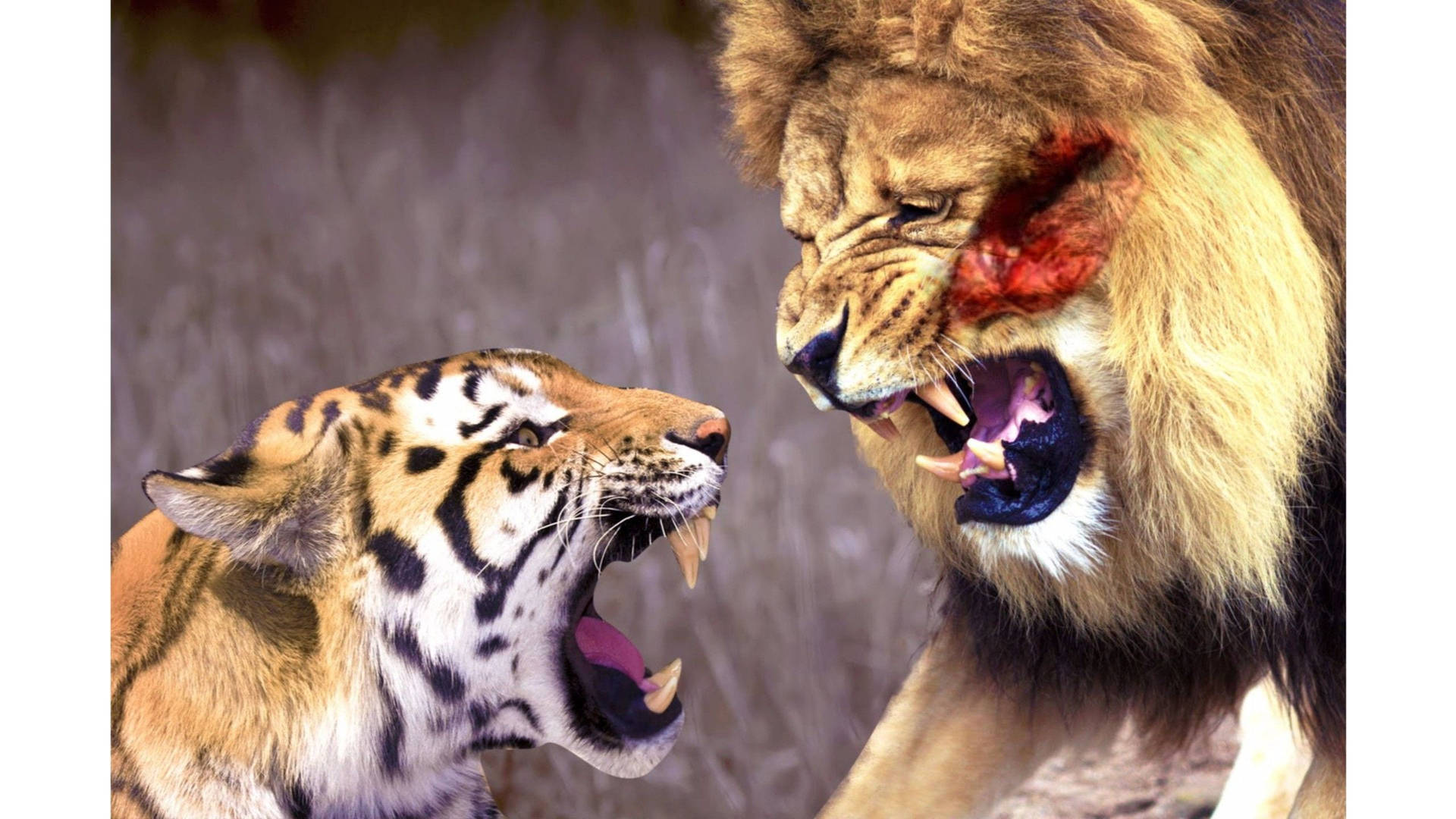 Non Copyrighted Tiger Vs Lion