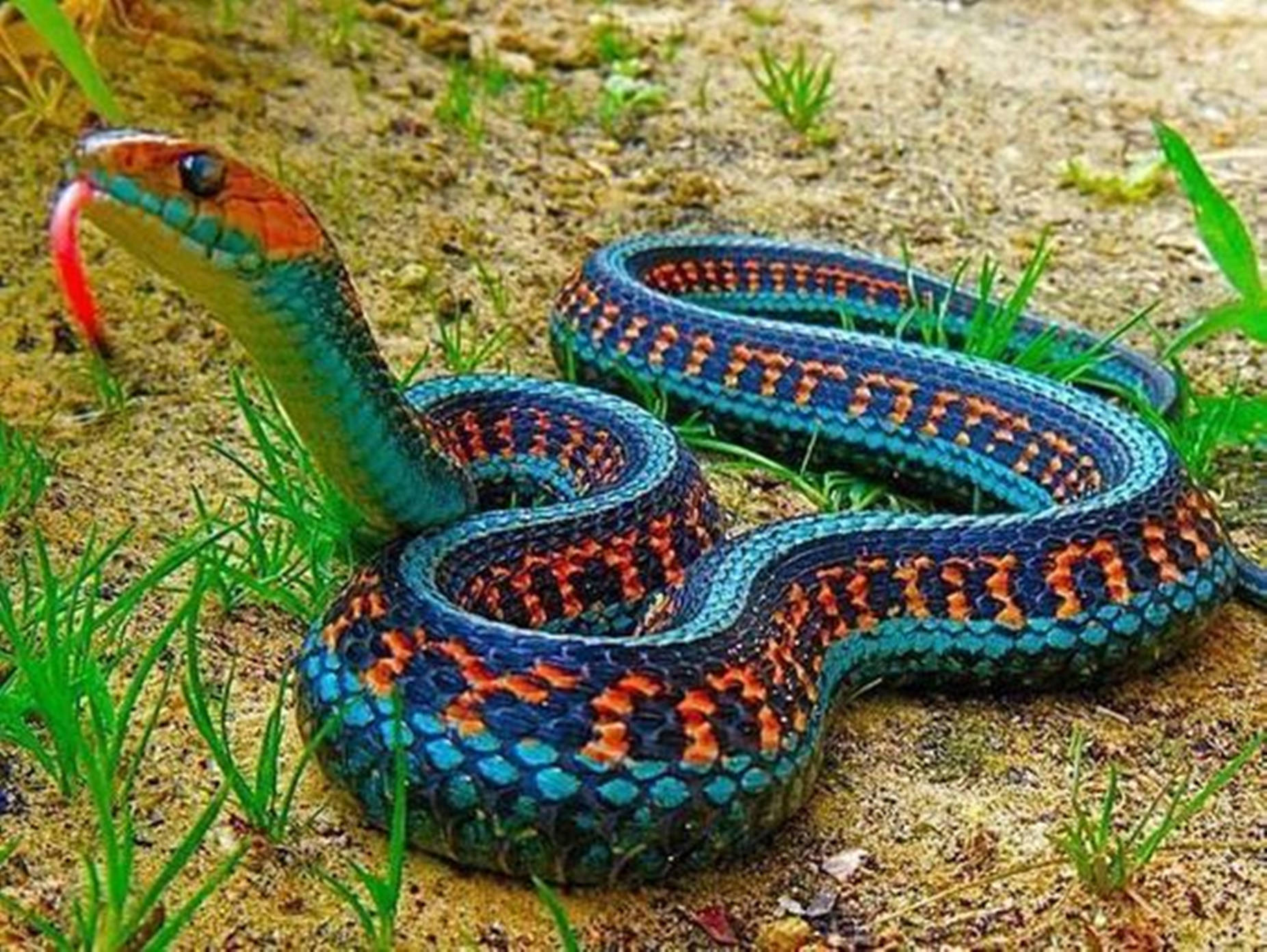 Non-venomous California Red-sided Garter Snake