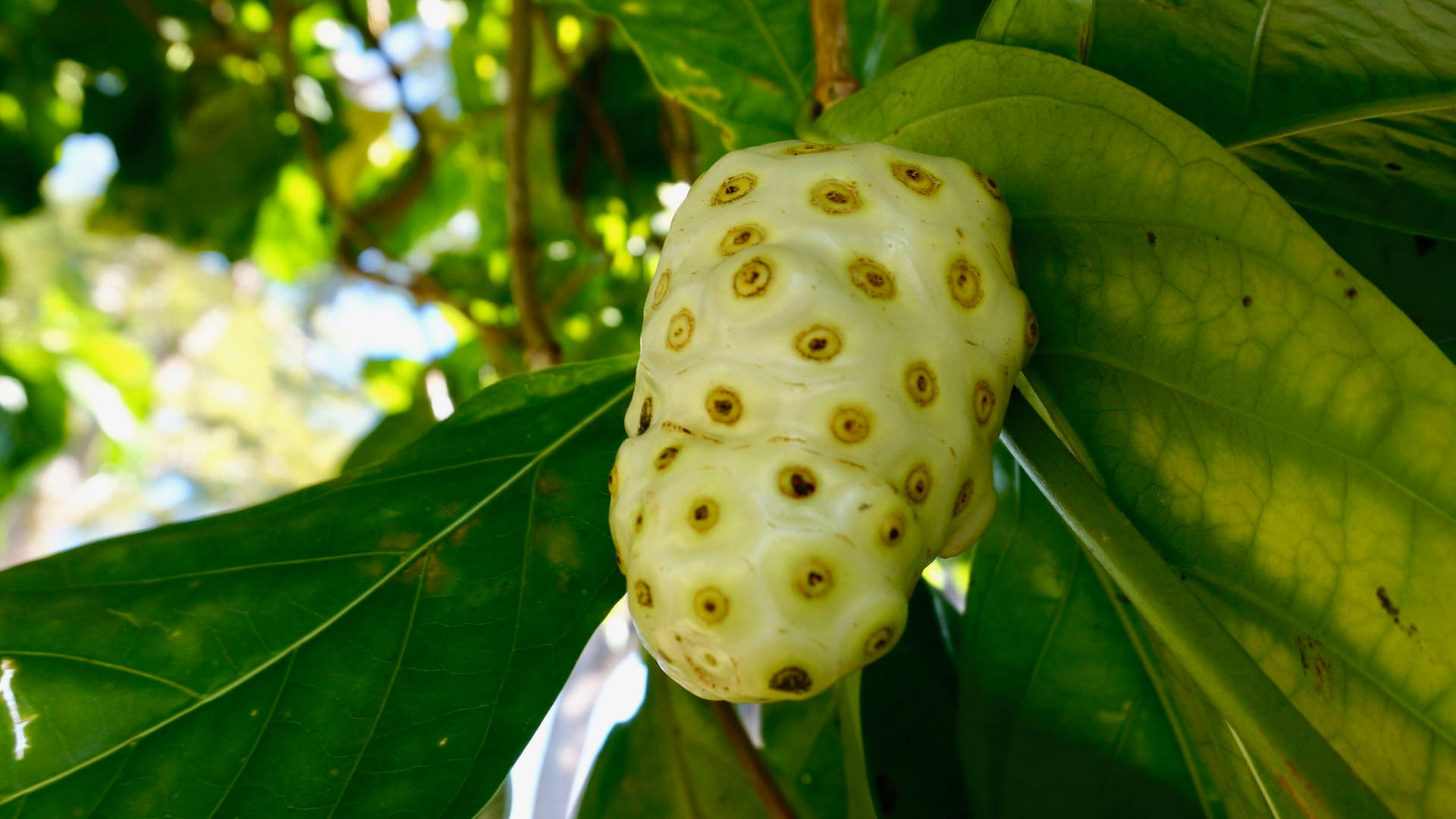 Noni Fruit On Branch Background