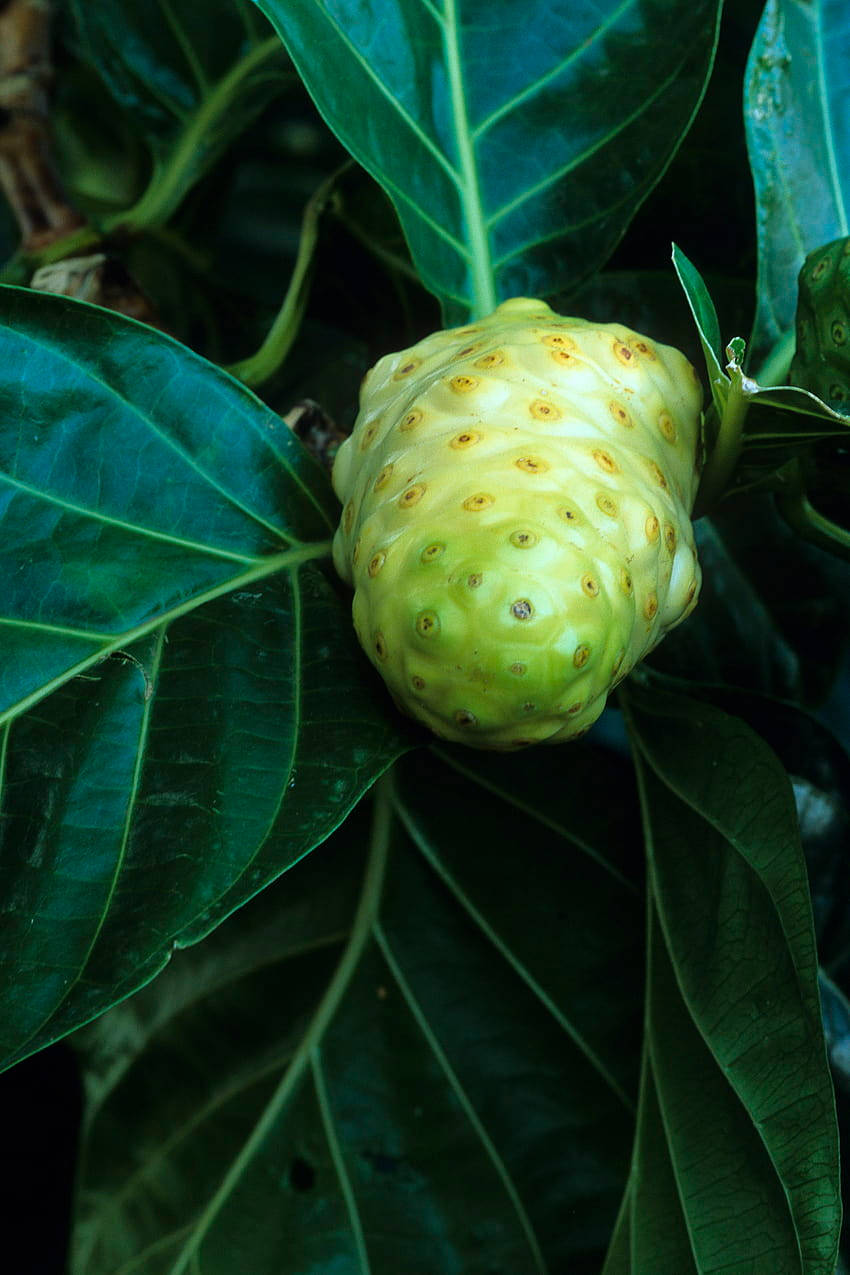 Noni Fruit Portrait Background