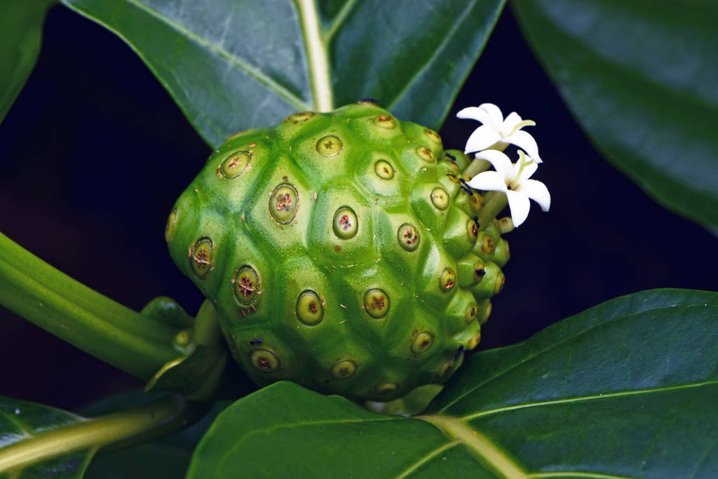 Noni Fruit With Flowers Background