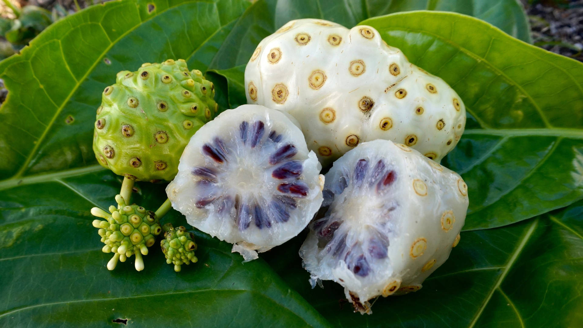 Noni Fruits On Leaves Background