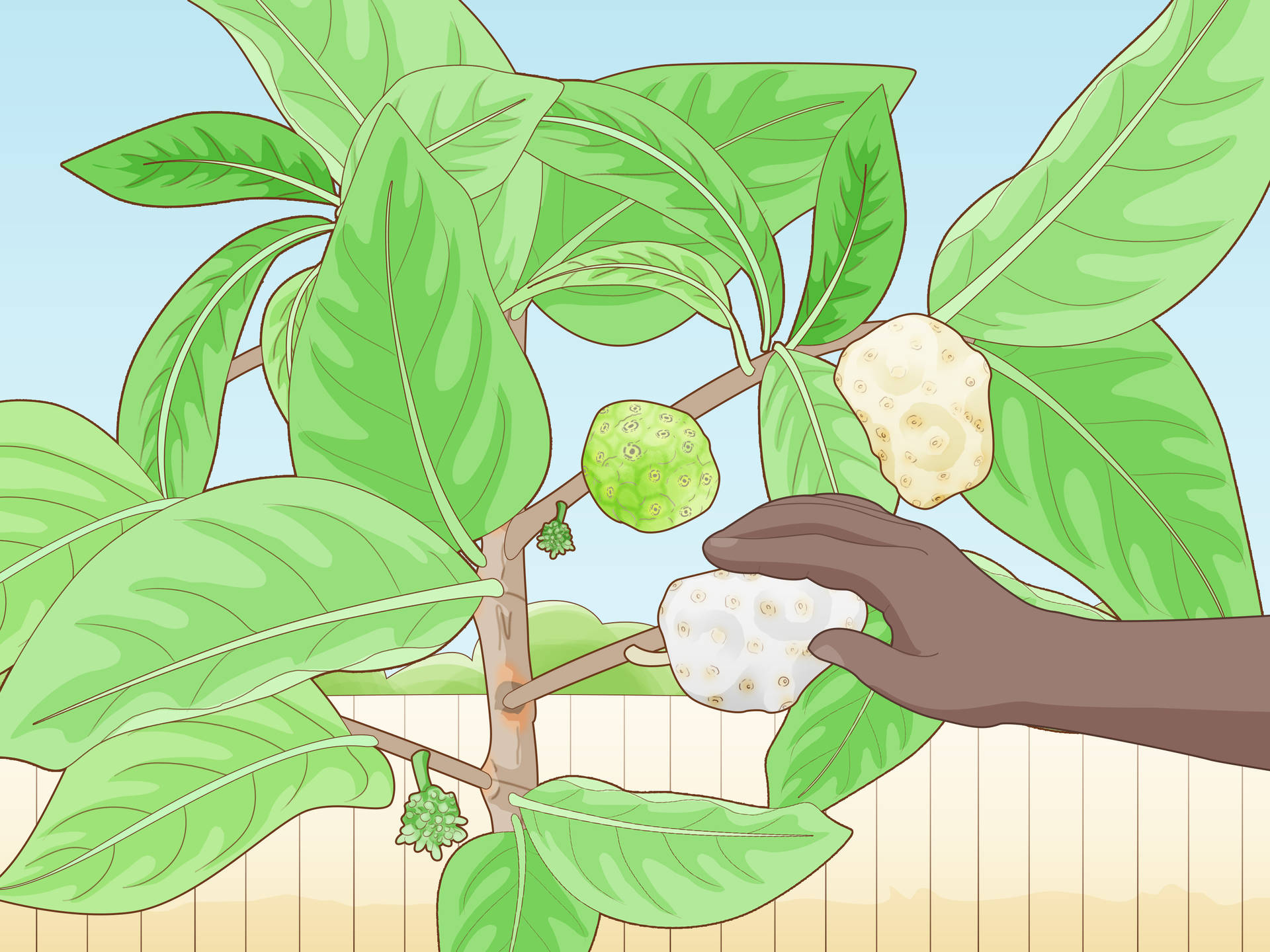 Noni Plant Animation