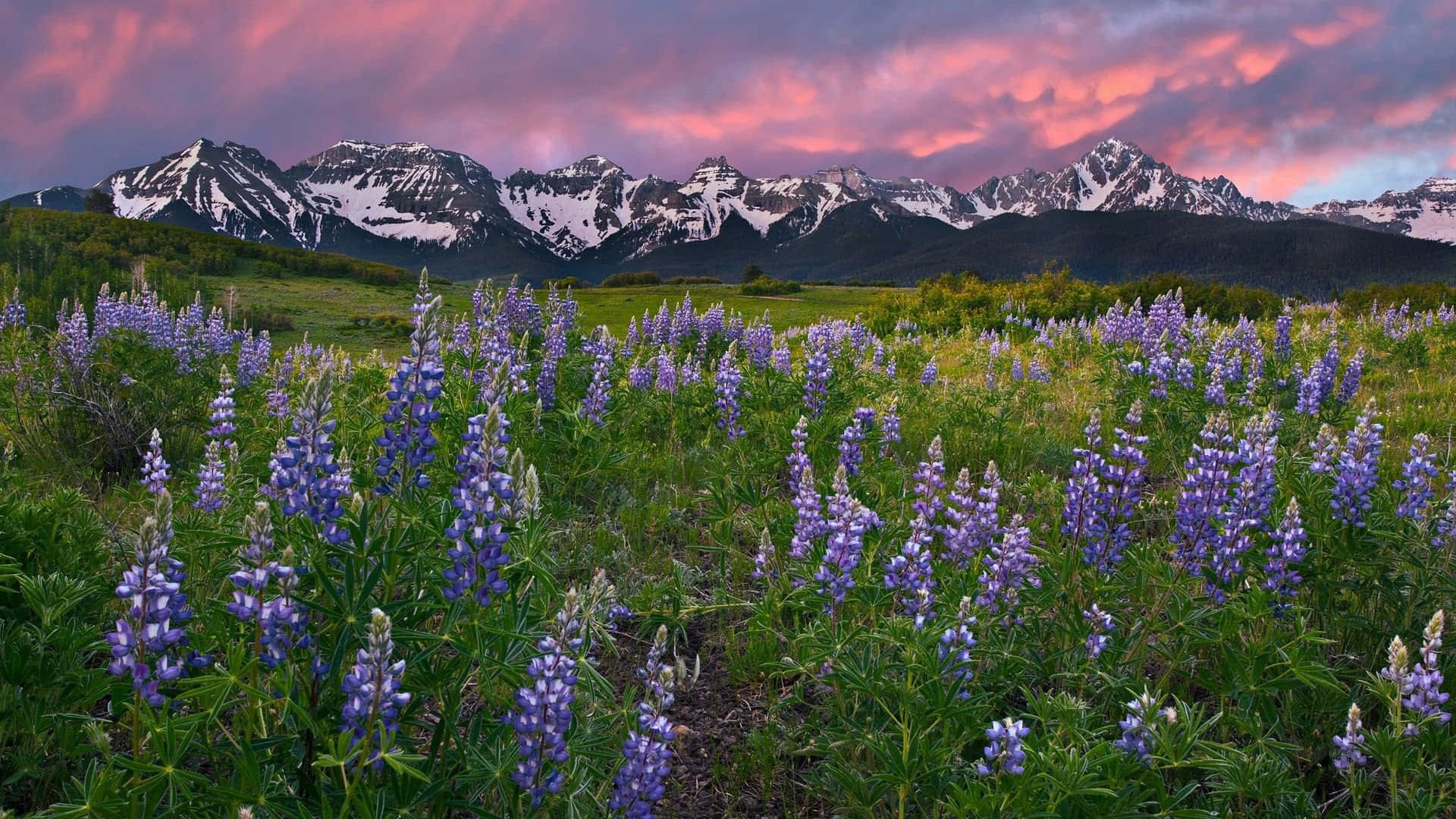 Nootka Lupine Plants Colorado Desktop