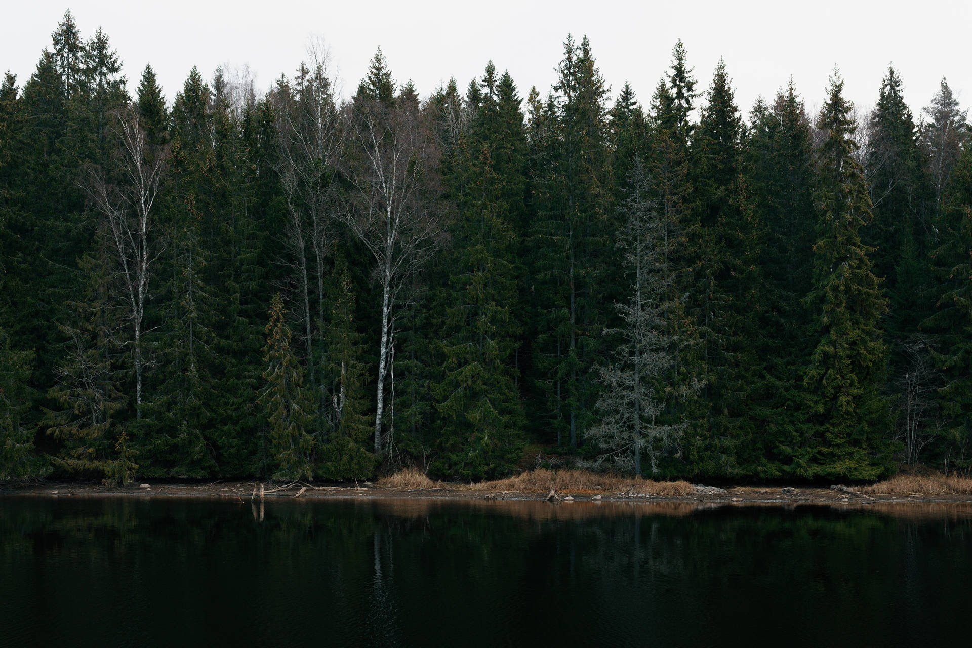 Nordic Forest Landscape Background