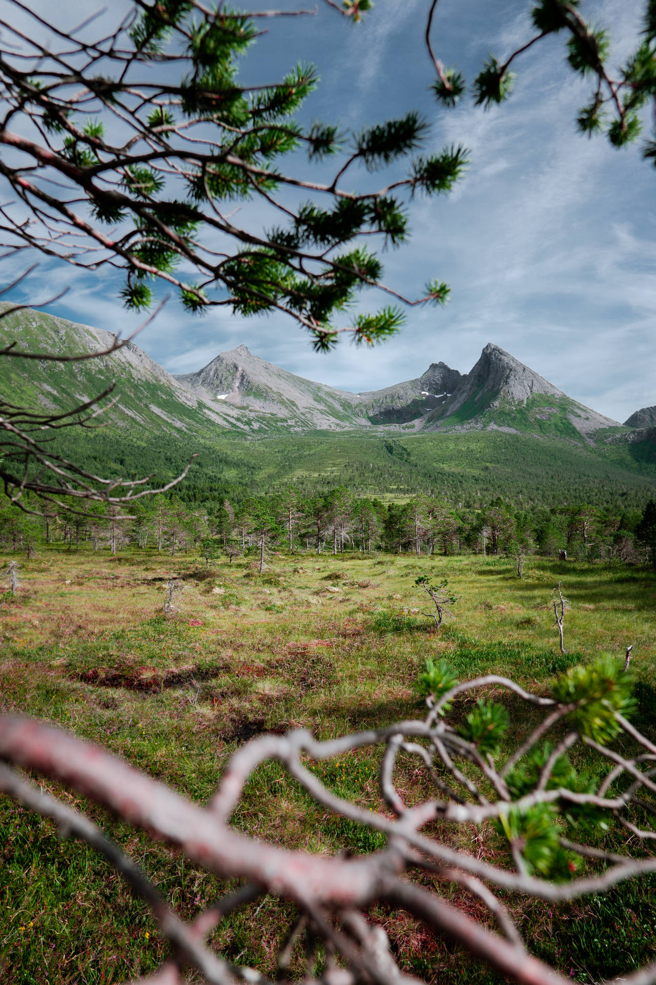 Nordic Forest Near Mountains Background
