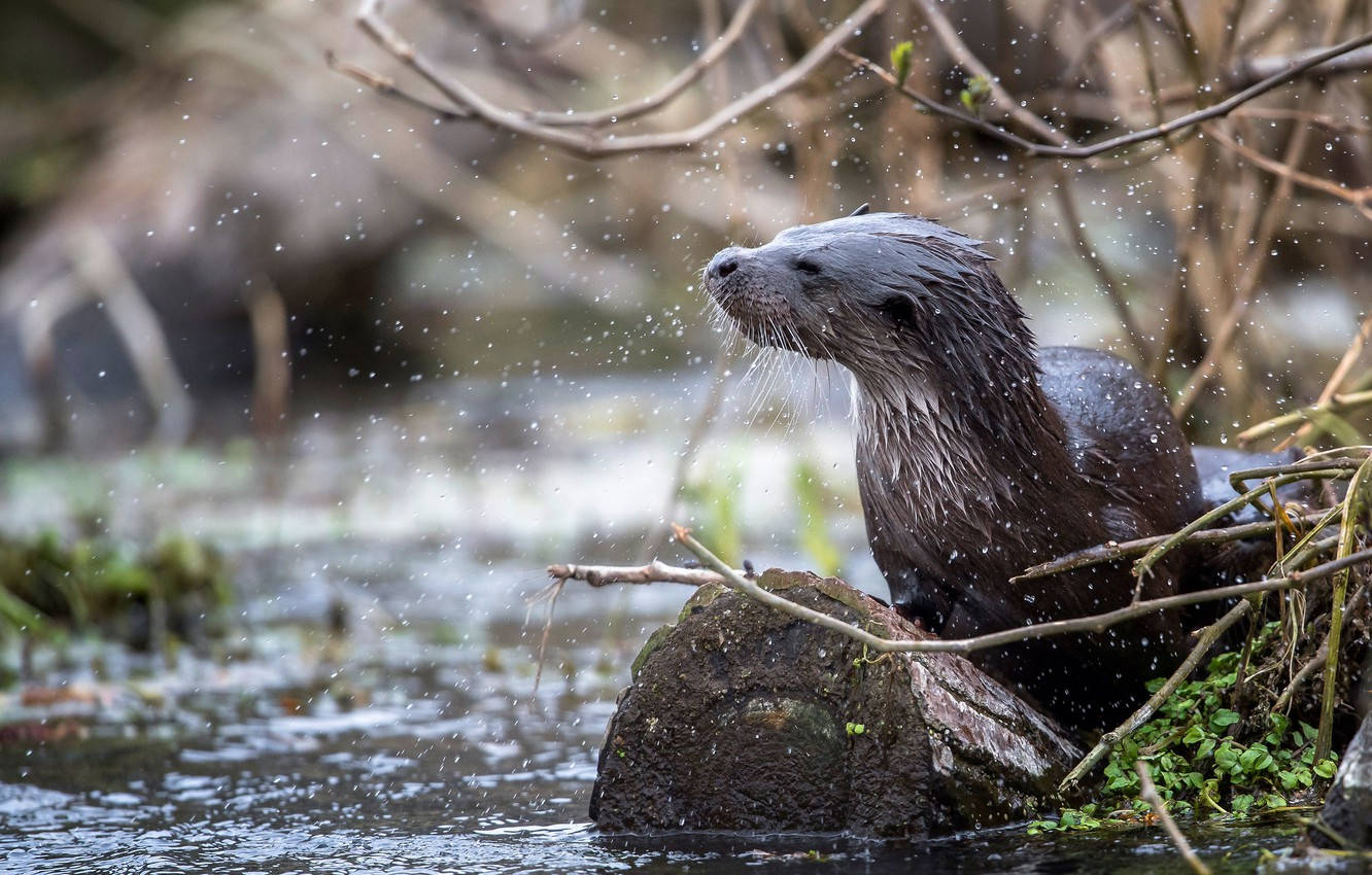 North American River Otter Background