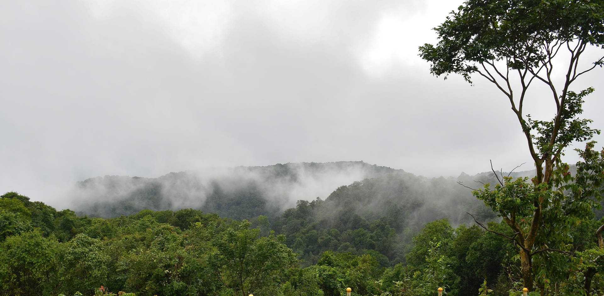 North Western Ghats Rainforest