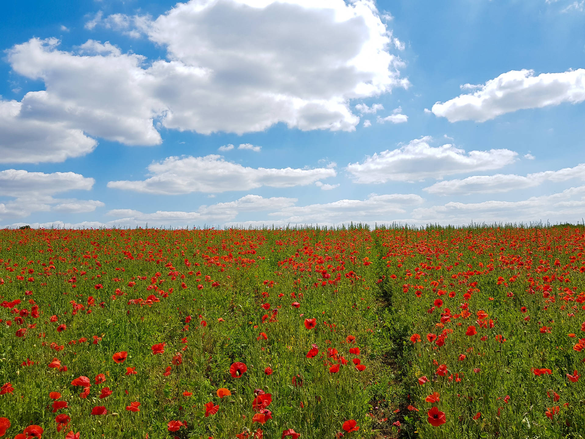 Northamptonshire Poppy Field Background