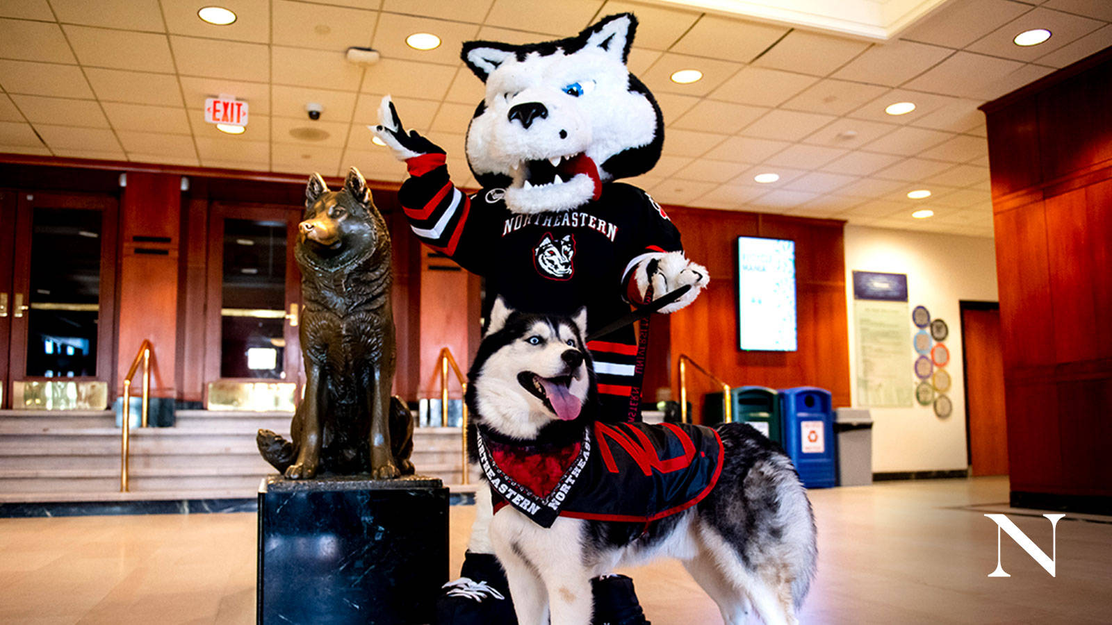 Northeastern University Mascots Background